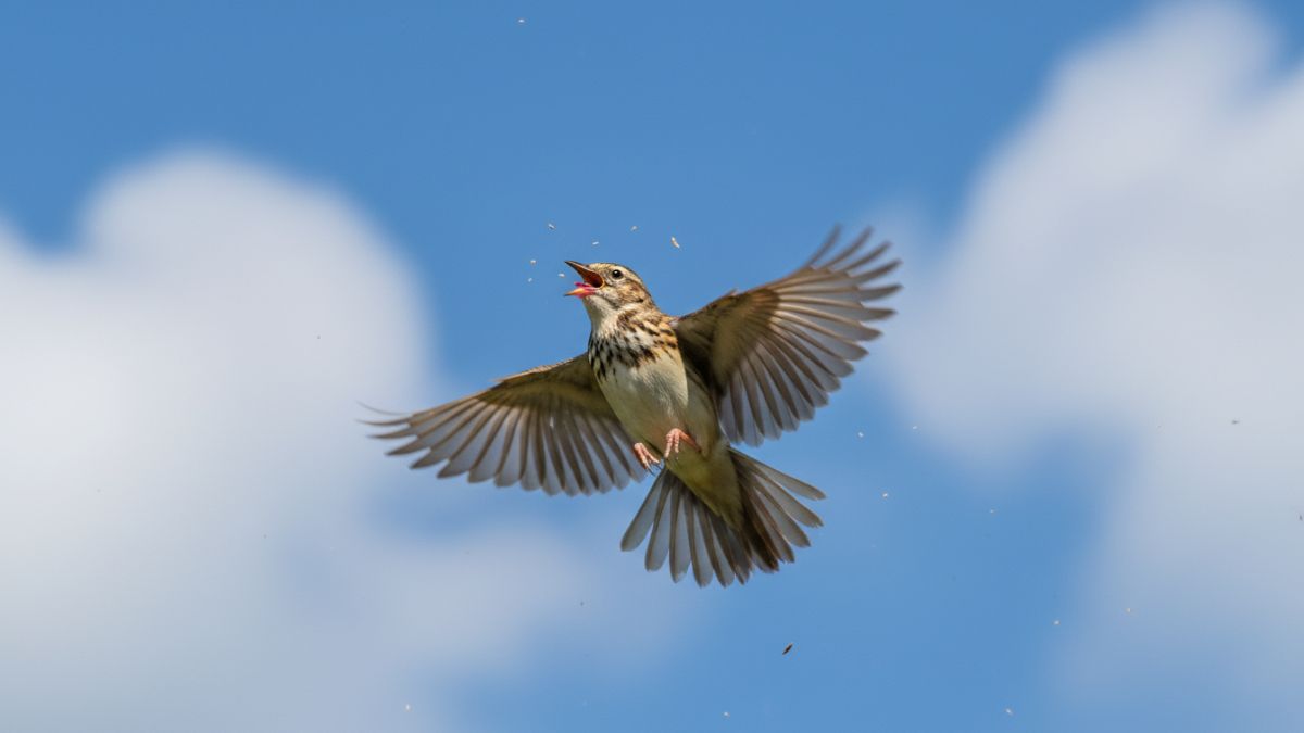 Branjangan Jawa view samping