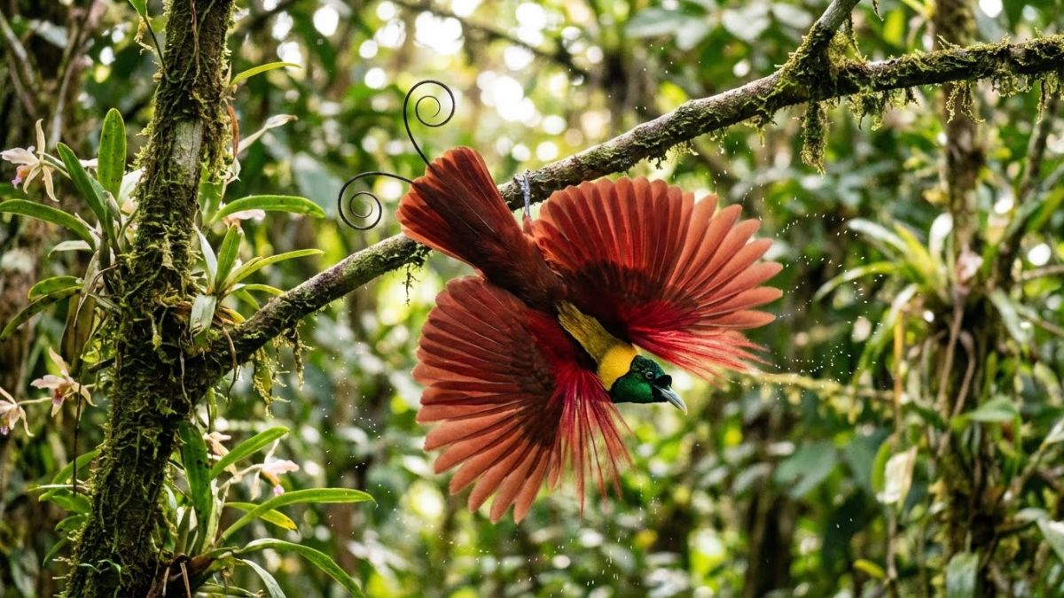 Jantan posisi display terbalik