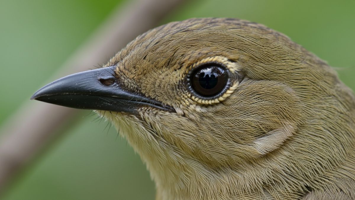 Detail kepala Ciblek menonjolkan mata gelap dan paruh runcing