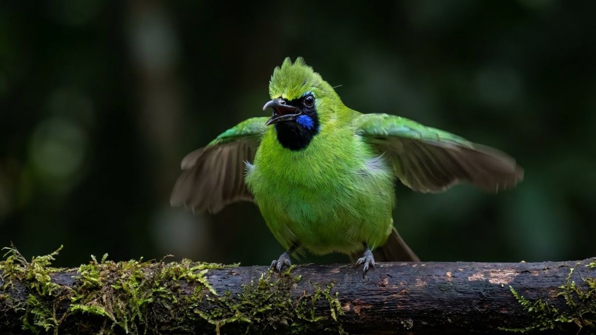 Cucak Ijo jantan full body