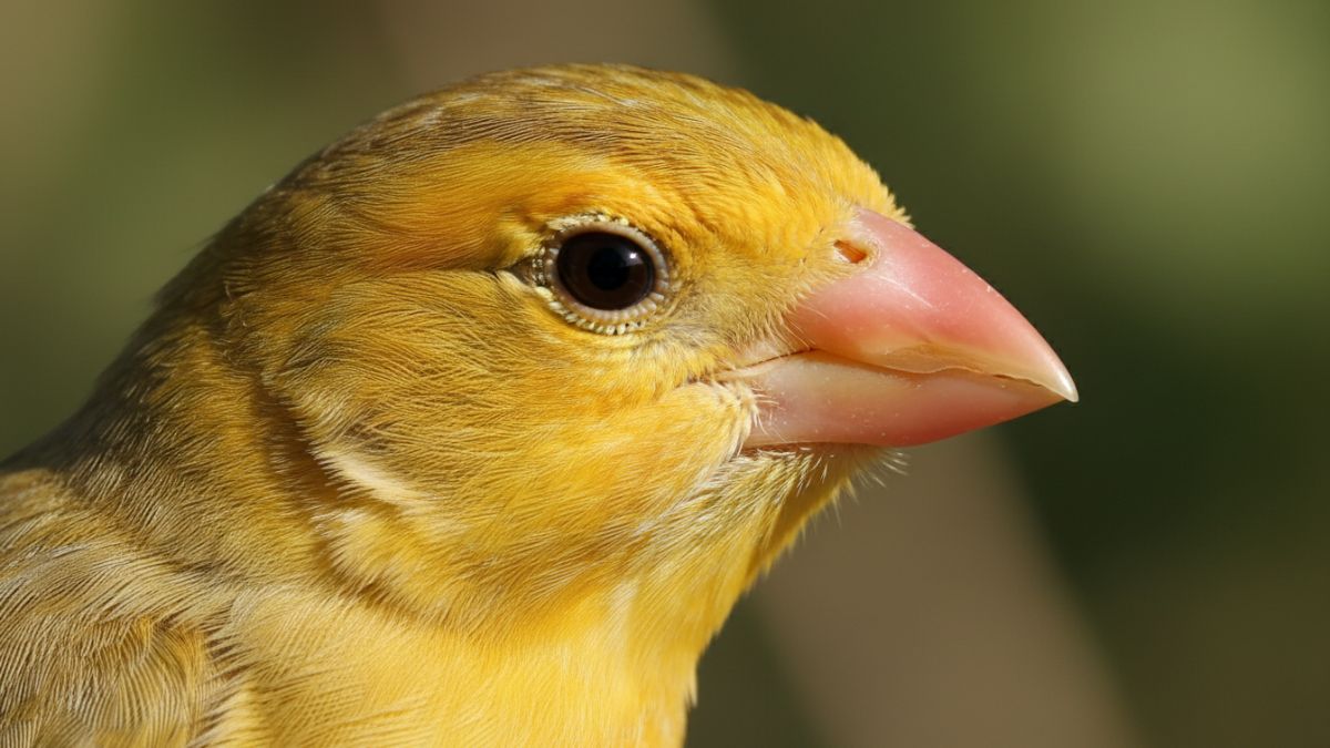 Detail kepala Kenari, fokus pada paruh dan mata
