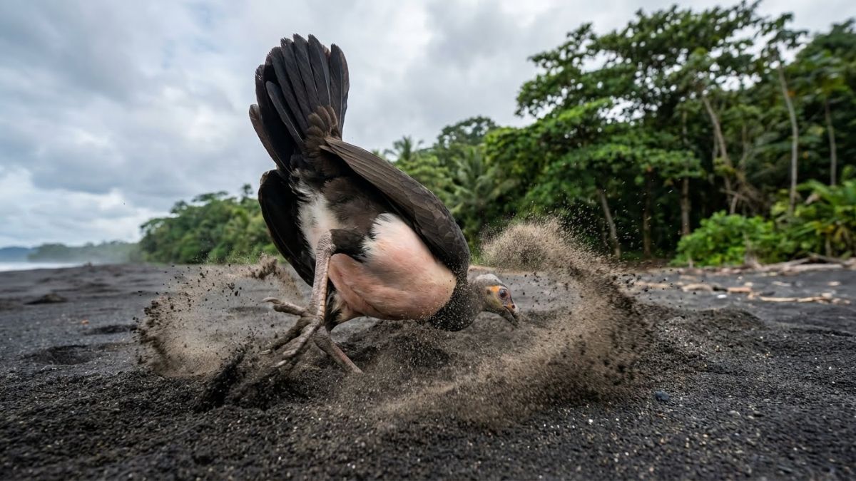 Maleo berjalan di pasir