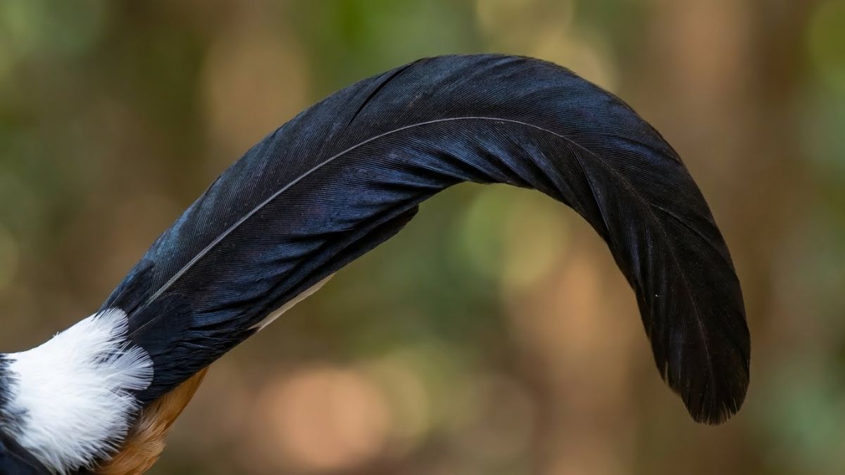 Detail ekor melengkung