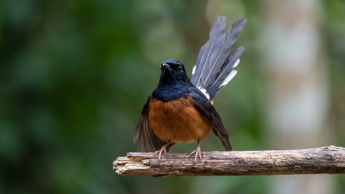 Jantan pose ngobra (bertarung)