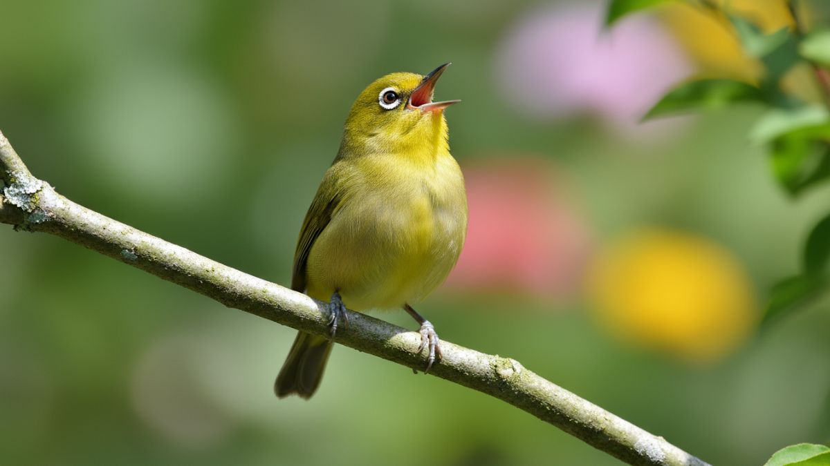 Tampilan seluruh badan Pleci dalam pose berkicau atau ngalas