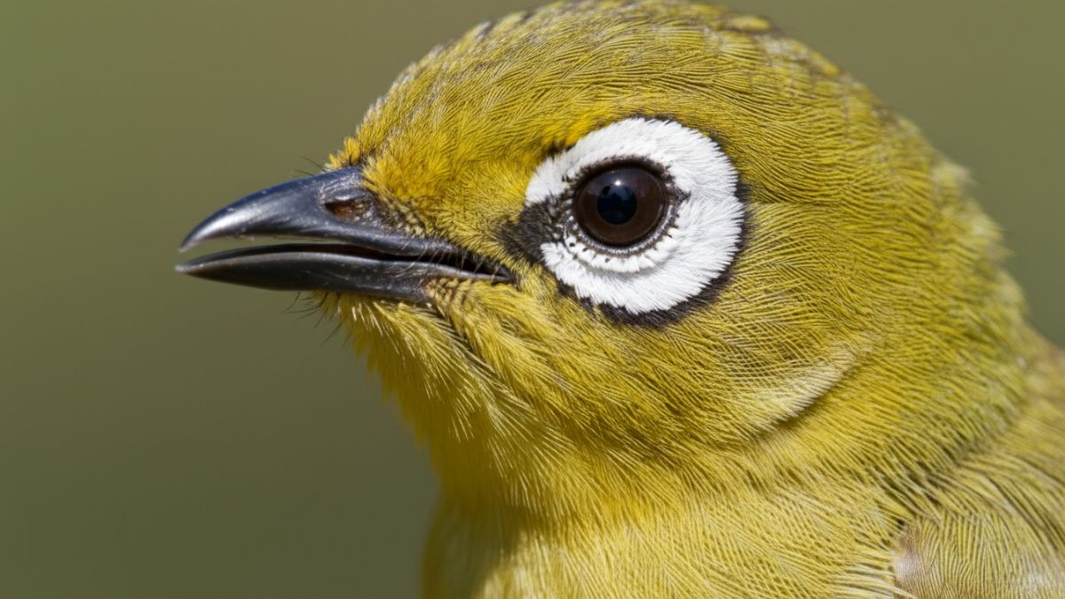 Detail kepala Pleci, fokus pada lingkaran putih tebal di sekitar mata