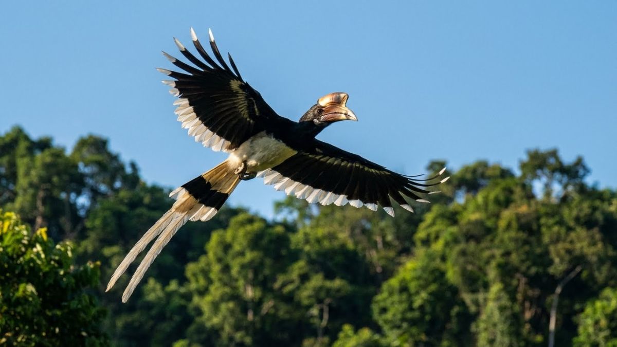 Rangkong Gading terbang