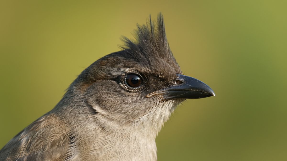 Detail kepala Trucukan menonjolkan alis putih dan jambul cokelat